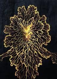 Attēlu rezultāti vaicājumam “Physarum xanthinum sessile”