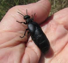 Attēlu rezultāti vaicājumam “Meloe sp.”