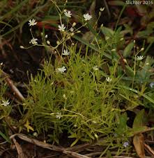 Attēlu rezultāti vaicājumam “Stellaria longifolia flower”