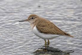 Attēlu rezultāti vaicājumam “Actitis hypoleucos adult”