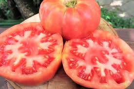 Afbeeldingsresultaat voor brandywine sudduth tomato