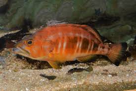 Image result for Serranus atricauda