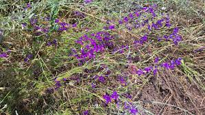 Attēlu rezultāti vaicājumam “Consolida regalis bud”