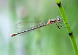 Attēlu rezultāti vaicājumam “Lestes sponsa”