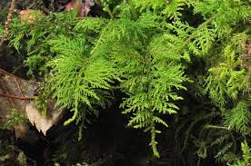 Attēlu rezultāti vaicājumam “Thuidium tamariscinum”