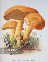 Attēlu rezultāti vaicājumam “Suillus variegatus”