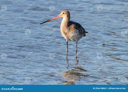 Image result for Limosa haemastica