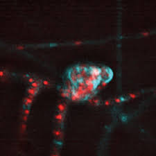 Attēlu rezultāti vaicājumam “Licea minima spores”