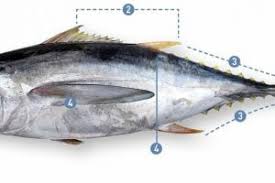 Image result for Thunnus obesus