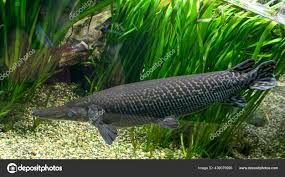 Image result for Atractosteus spatula