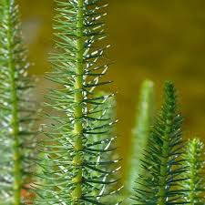 Attēlu rezultāti vaicājumam “Hippuris vulgaris leaf”