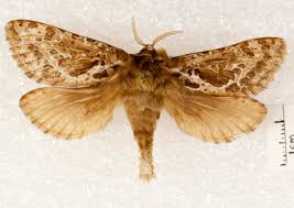 Attēlu rezultāti vaicājumam “Hepialidae”