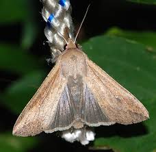 Attēlu rezultāti vaicājumam “Mythimna sp.”