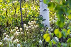 Attēlu rezultāti vaicājumam “Ledum palustre flower”