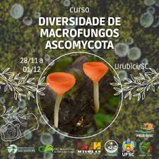 Attēlu rezultāti vaicājumam “Ascomycota”