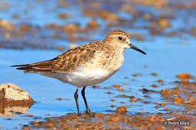 Image result for Calidris bairdii