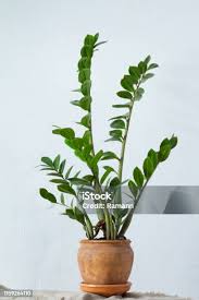 Image result for zamiokulkas