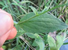 Attēlu rezultāti vaicājumam “Calystegia inflata leaf”