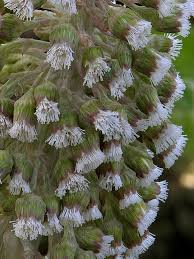 Attēlu rezultāti vaicājumam “Petasites spurius”