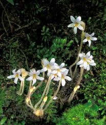 Attēlu rezultāti vaicājumam “Orobanche reticulata flower”