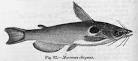 File:Horabagrus brachysoma Day.jpg - Wikipedia, the free encyclopedia