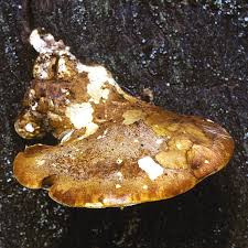 Attēlu rezultāti vaicājumam “Buglossoporus quercinus”