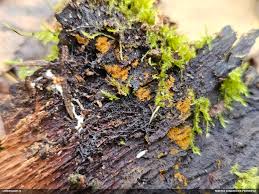 Attēlu rezultāti vaicājumam “Alloeotomus sp.”