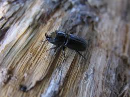 Attēlu rezultāti vaicājumam “Sinodendron cylindricum”