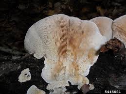 Attēlu rezultāti vaicājumam “Lenzites betulina”