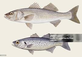 Image result for Dicentrarchus labrax