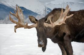 Attēlu rezultāti vaicājumam “Alces alces”