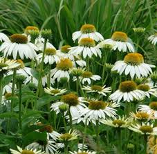 Attēlu rezultāti vaicājumam “Echinacea purpurea leaf”