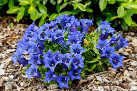 Image result for Enzian