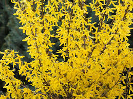 Attēlu rezultāti vaicājumam “Forsythia”