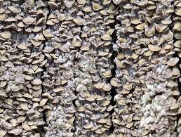 Attēlu rezultāti vaicājumam “Hypocenomyce scalaris”