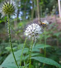 Image result for Dipsacus pilosus