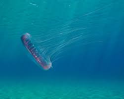 Attēlu rezultāti vaicājumam “Euura acutifoliae”