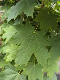 Attēlu rezultāti vaicājumam “Acer platanoides fo. schwedleri”