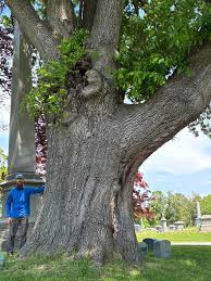 Attēlu rezultāti vaicājumam “Quercus robur”
