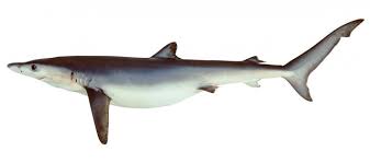 Image result for Carcharodon carcharias