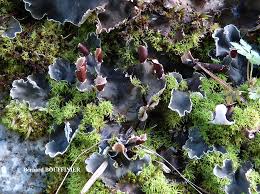 Attēlu rezultāti vaicājumam “Peltigera polydactylon”