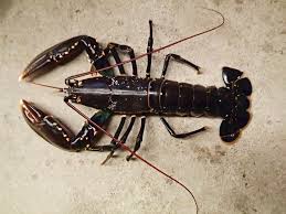 Image result for Homarus gammarus