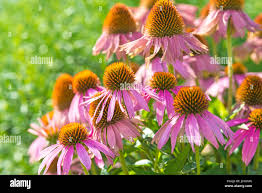 Image result for roter Sonnenhut