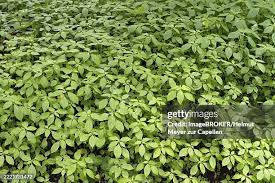Attēlu rezultāti vaicājumam “Impatiens parviflora leaf”