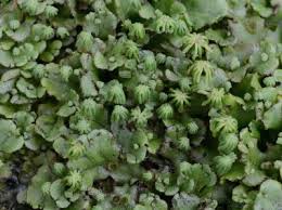 Attēlu rezultāti vaicājumam “Marchantia polymorpha”