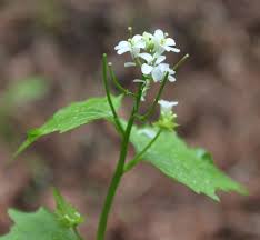 Attēlu rezultāti vaicājumam “Alliaria petiolata flower”