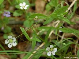 Attēlu rezultāti vaicājumam “Moehringia lateriflora flower”