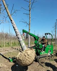 Image result for holmac tehron