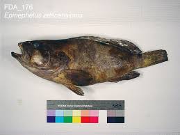 Image result for Epinephelus adscensionis