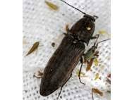 Attēlu rezultāti vaicājumam “Actenicerus sjaelandicus”